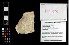 Foto (Objekt + Etikett) von Galatheidae indet.  (NHMW-GEO-2014-0194-0789)